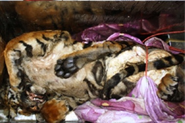 Bắt giữ xế hộp vận chuyển hổ trái phép   