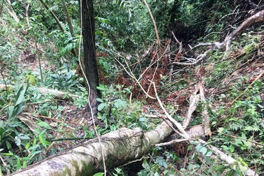 Vụ những cánh rừng bị tàn phá tan hoang: Xử phạt 100 triệu đồng