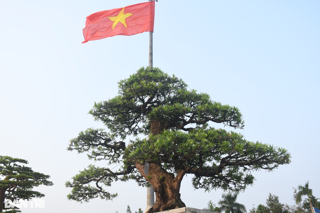 Gốc cây khô khốc được định giá 3 tỷ đồng ở Quảng Ngãi - 9 Gốc cây khô khốc được định giá 3 tỷ đồng ở Quảng Ngãi - 9