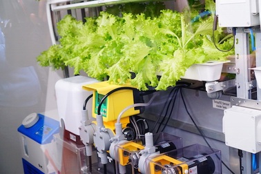 Thăm vườn rau sạch trồng kiểu Nhật đầu tiên tại Hà Nội