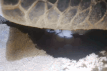 Cứu hộ hơn 100 trứng rùa trên bãi biển Quy Nhơn