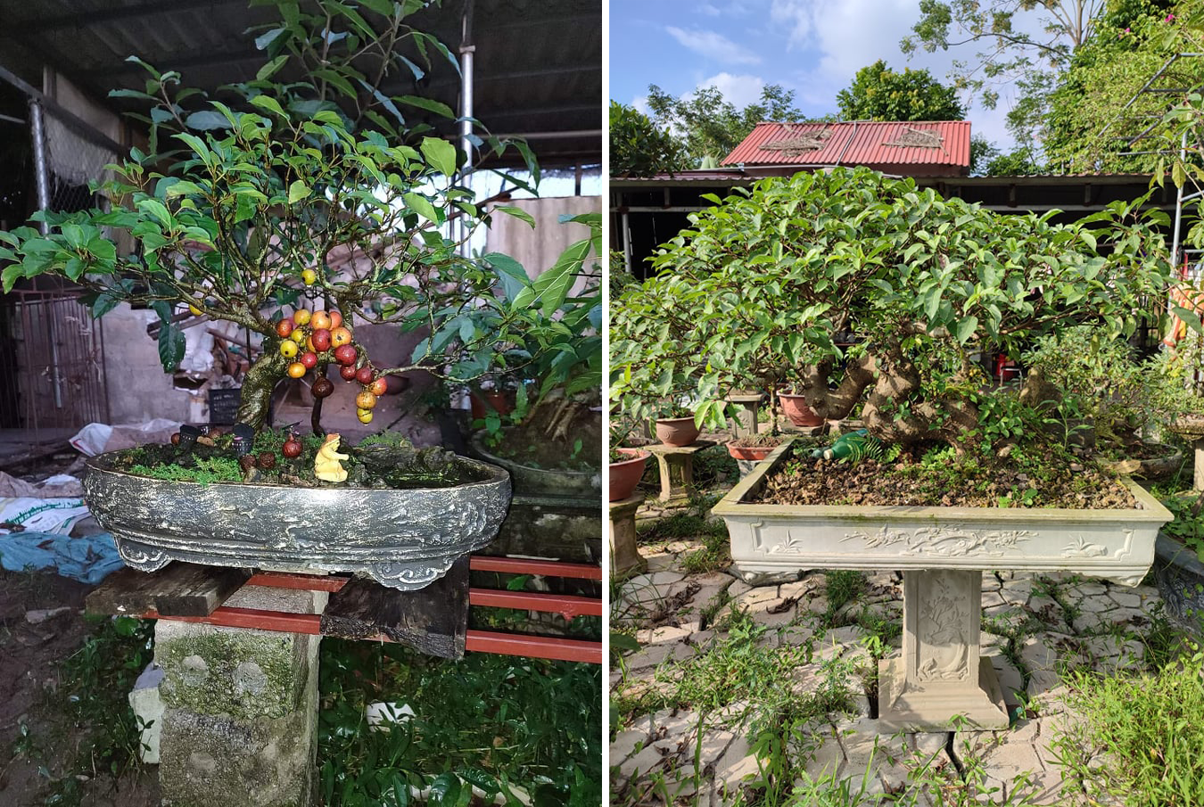 Trồng sung bonsai thế độc lạ, anh công nhân làm không đủ bán - 4 Trồng sung bonsai thế độc lạ, anh công nhân làm không đủ bán - 4