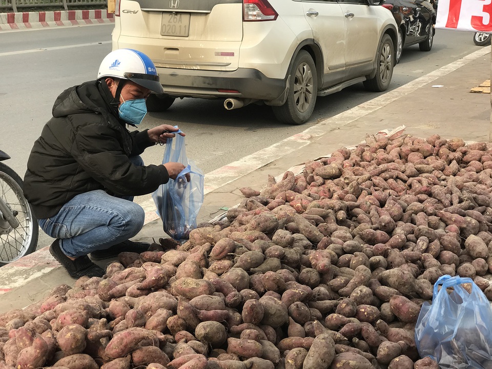 Hàng chục tấn khoai lang nằm la liệt, chờ giải cứu trên vỉa hè Hà Nội - 5 Hàng chục tấn khoai lang nằm la liệt, chờ giải cứu trên vỉa hè Hà Nội - 5