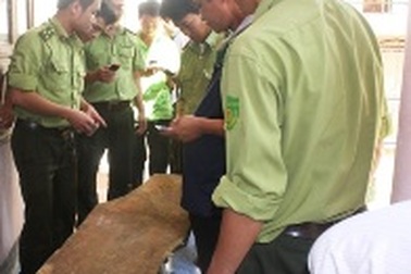 Đình chỉ công tác 15 ngày đối với 2 cán bộ kiểm lâm lấy gỗ sưa