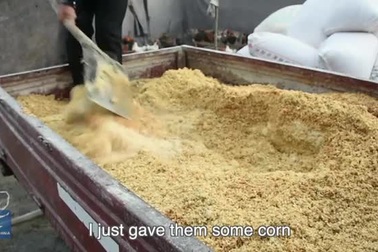 Clip: Gà chạy bộ, tập bay như 'vận động viên' để thịt siêu ngon