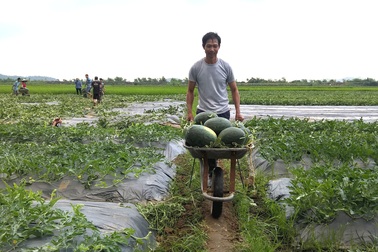 Giở trò ép giá dưa hấu, thương lái "vớ bẫm" 