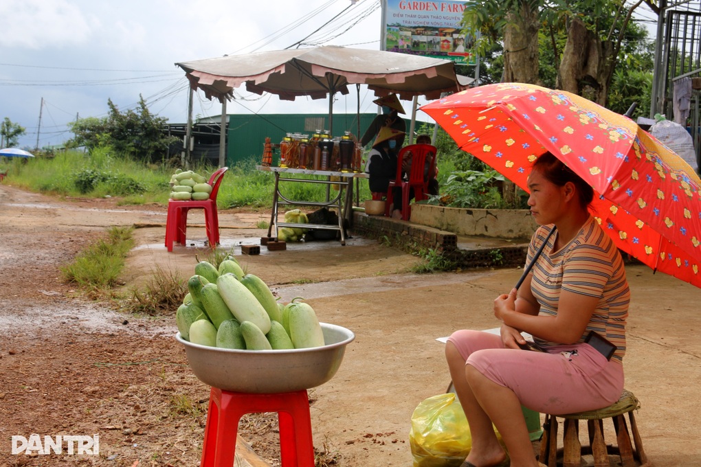 Trồng loại dưa chuột bán 40.000 đồng một trái, thu tiền triệu mỗi ngày - 4 Trồng loại dưa chuột bán 40.000 đồng một trái, thu tiền triệu mỗi ngày - 4