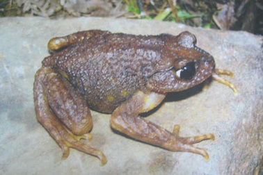 Phát hiện loài ếch mới tại Khu bảo tồn thiên nhiên Ngọc Linh