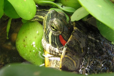 Phải tiêu hủy đàn rùa tai đỏ trước ngày 30/9