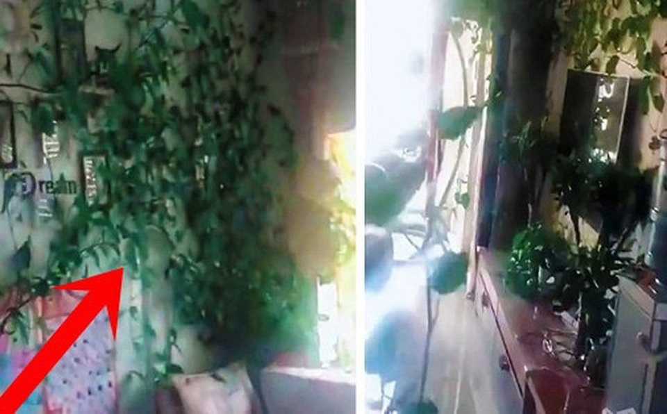 Nhà bỗng biến thành vườn sau 7 tháng đi vắng - 1 Nhà bỗng biến thành vườn sau 7 tháng đi vắng - 1