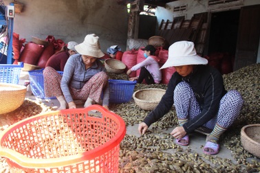 Thương lái lùng sục mua cau non bán sang Trung Quốc, giá cau tăng kỷ lục