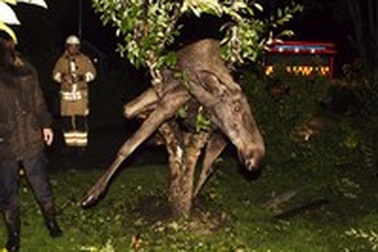 Con nai bị mắc kẹt trên cây do… say rượu