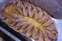 Đặc sản "xe tăng lội nước" xấu lạ, đắt hơn tôm hùm, nhà giàu cũng khó mua