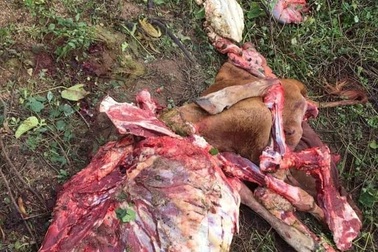 Kinh hãi hiện trường vụ trộm bò, xẻ thịt tại chỗ