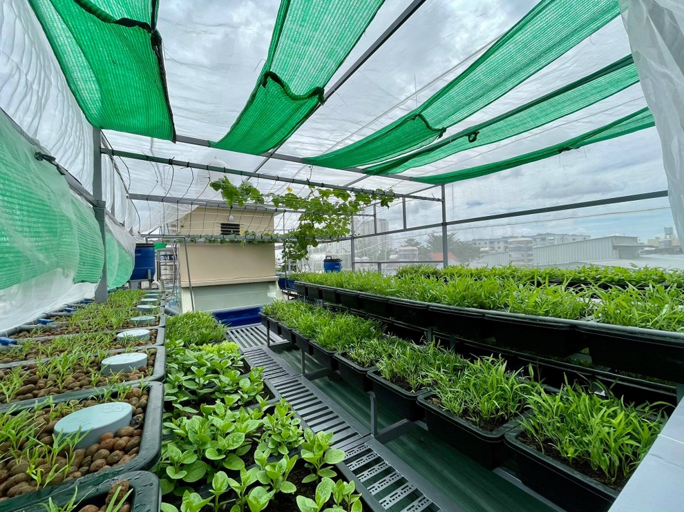 Giữa mùa dịch Covid-19, giám đốc trồng rau, nuôi cá trên nóc nhà ở TPHCM - 1 Giữa mùa dịch Covid-19, giám đốc trồng rau, nuôi cá trên nóc nhà ở TPHCM - 1