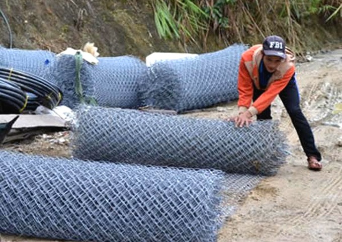 nạn trộm sâm, vườn sâm, trồng sâm, sâm Ngọc Linh, sâm Việt Nam