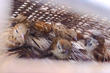 Theo chân thợ săn chim sẻ