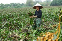 Người phụ nữ cặm cụi dưới ao bèo chiều cuối năm