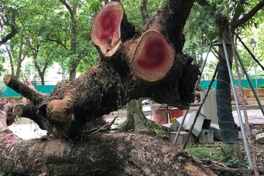 Hà Nội: Đấu giá trực tuyến 7 cây gỗ sưa được gần 235 tỷ đồng