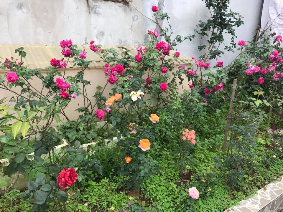 Mẹ đảm 8x ở Bắc Giang đổ đất làm vườn trên sân thượng “tốt như nông trại” - 9 Mẹ đảm 8x ở Bắc Giang đổ đất làm vườn trên sân thượng “tốt như nông trại” - 9