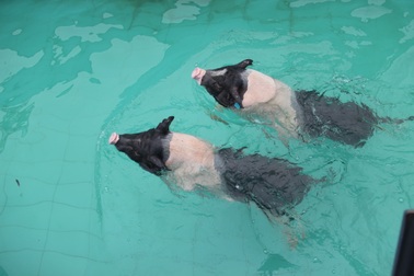 Năm con lợn kể chuyện xây bể tắm nóng lạnh cho lợn