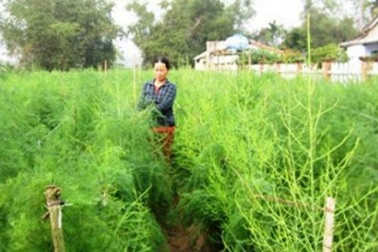 Trồng măng tây xanh thu nhập gần tỷ đồng mỗi ha