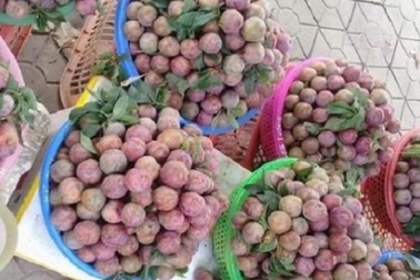 5.000 đồng/quả mận vẫn bán cháy hàng
