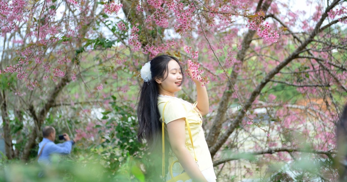 Lễ hội hoa Mai anh đào kéo dài một tháng ở Đà Lạt có gì đặc sắc?