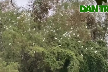 Ngắm đàn cò ngàn con tụ hội tại đảo cò duy nhất ở Hà Tĩnh