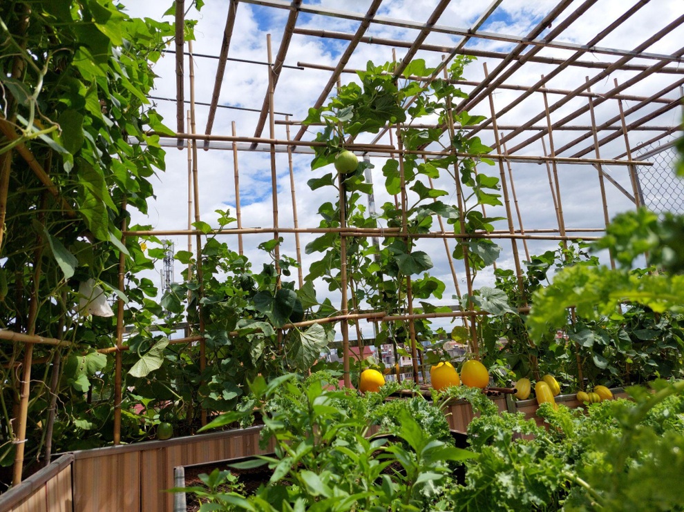 Vườn rau trái sai trĩu quả như siêu thị nông sản của mẹ đảm Hà thành - 1