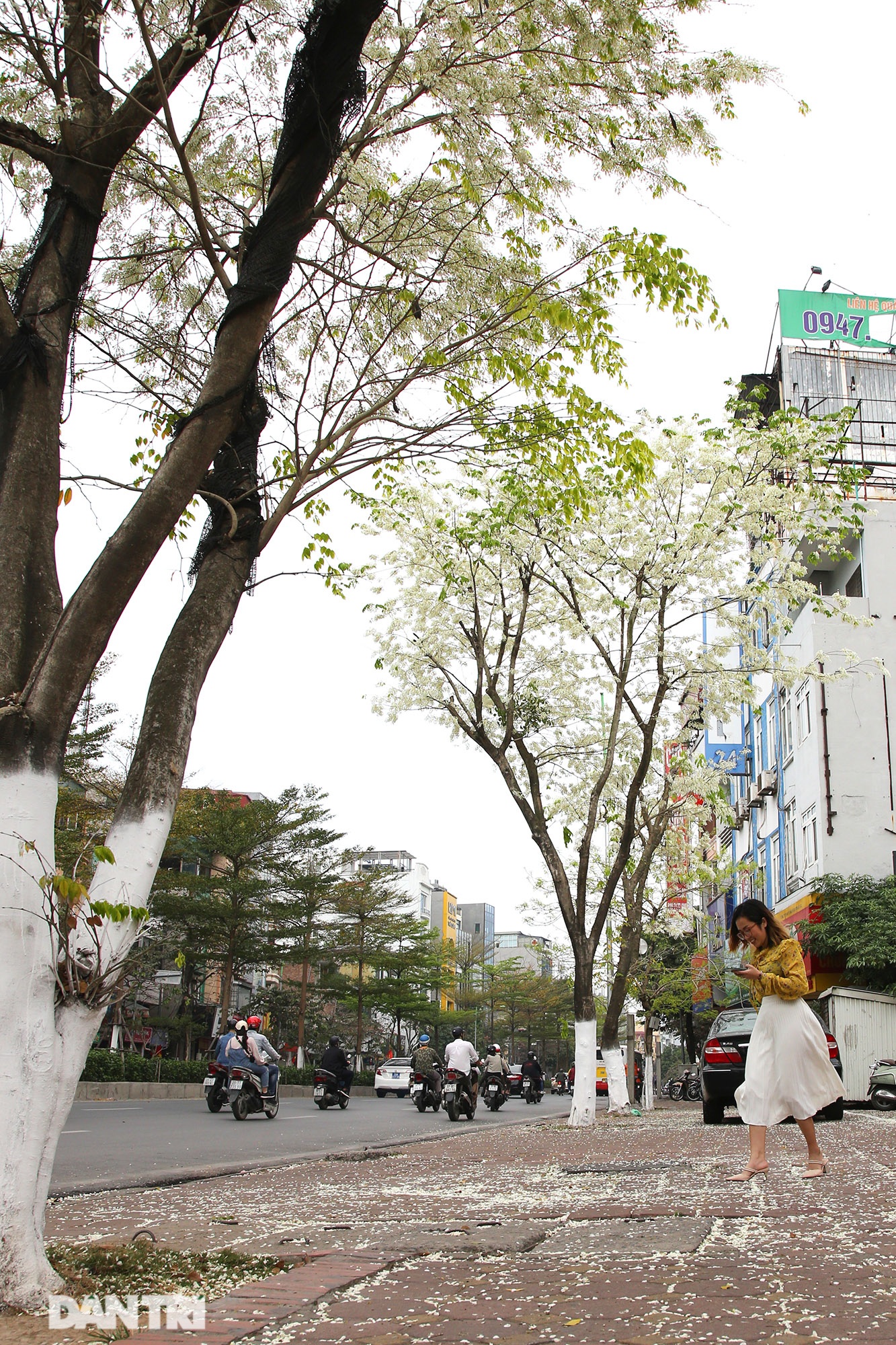 Hà Nội đẹp lạ trong mùa hoa sưa nở trắng tinh khôi - 6 Hà Nội đẹp lạ trong mùa hoa sưa nở trắng tinh khôi - 6