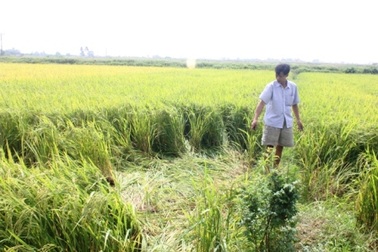 Vấp phải dây điện đứt, một người tử vong