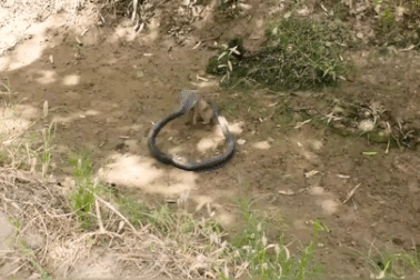 Cầy mangut đụng độ hổ mang chúa và cái kết kịch tính