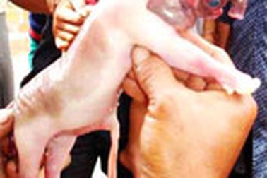 Bình Định: Heo đẻ ra “voi”