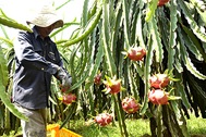 Thương lái Trung Quốc "lén lút" đến tận vườn "gom" thanh long