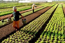 Doanh nghiệp nông nghiệp muốn có 100 ha đất phải ký với 1.000 hộ dân