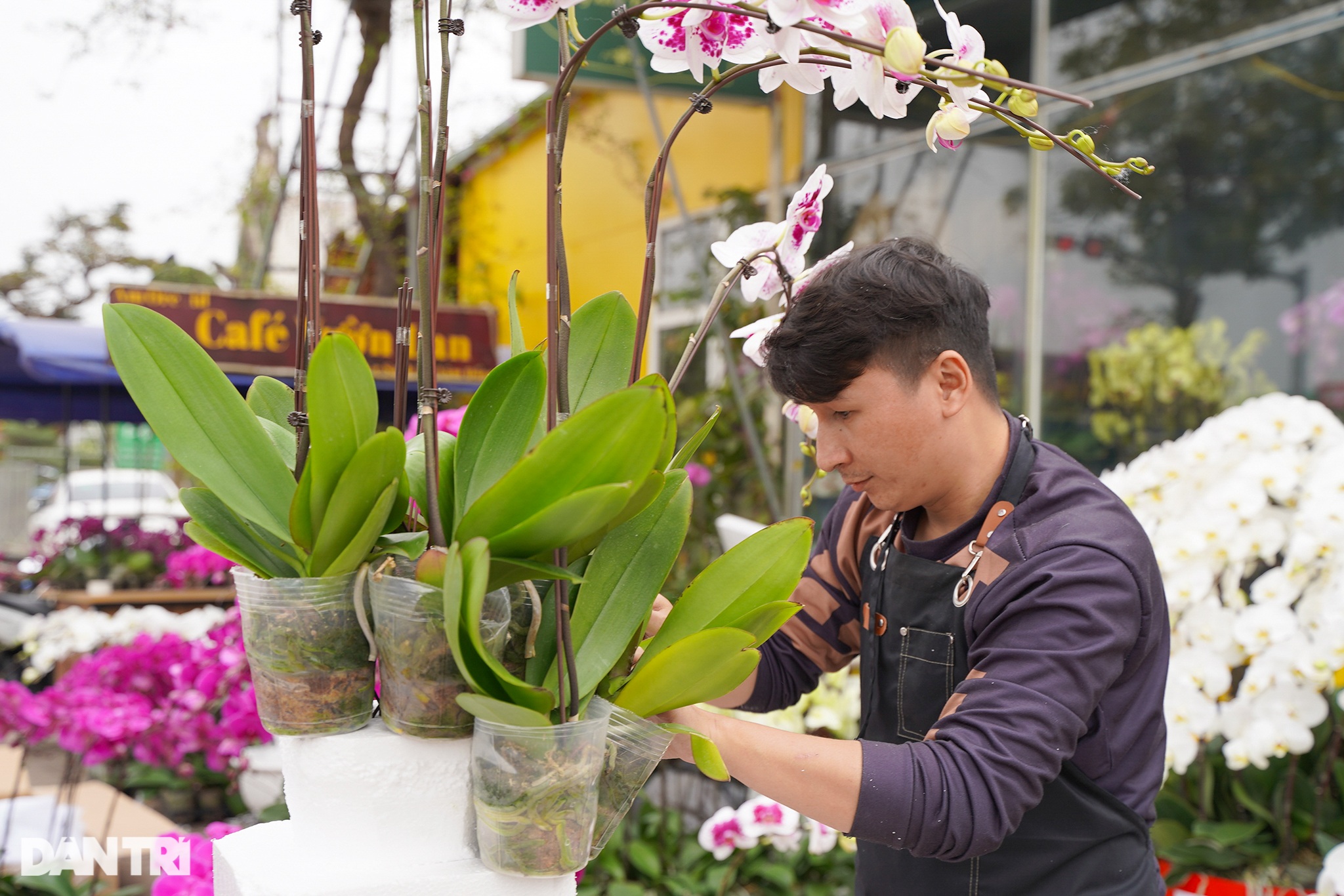 Lan hồ điệp khủng ở Đà Lạt giá hàng trăm triệu xuống phố Hà Nội - 2 Lan hồ điệp khủng ở Đà Lạt giá hàng trăm triệu xuống phố Hà Nội - 2