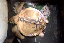 Giải cứu đồi mồi dứa quý hiếm bị nuôi nhốt gần 3 năm