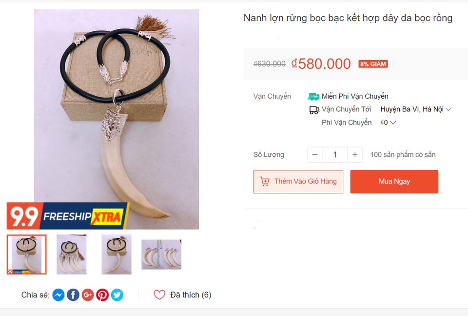 Nuôi lợn rừng lấy nanh: Phục vụ thú chơi mới kỳ công của đại gia Việt - 4 Nuôi lợn rừng lấy nanh: Phục vụ thú chơi mới kỳ công của đại gia Việt - 4