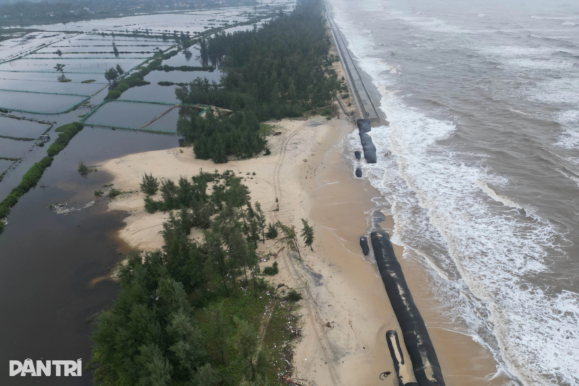 Rừng phòng hộ biến mất, sóng biển đe dọa khu dân cư - 8