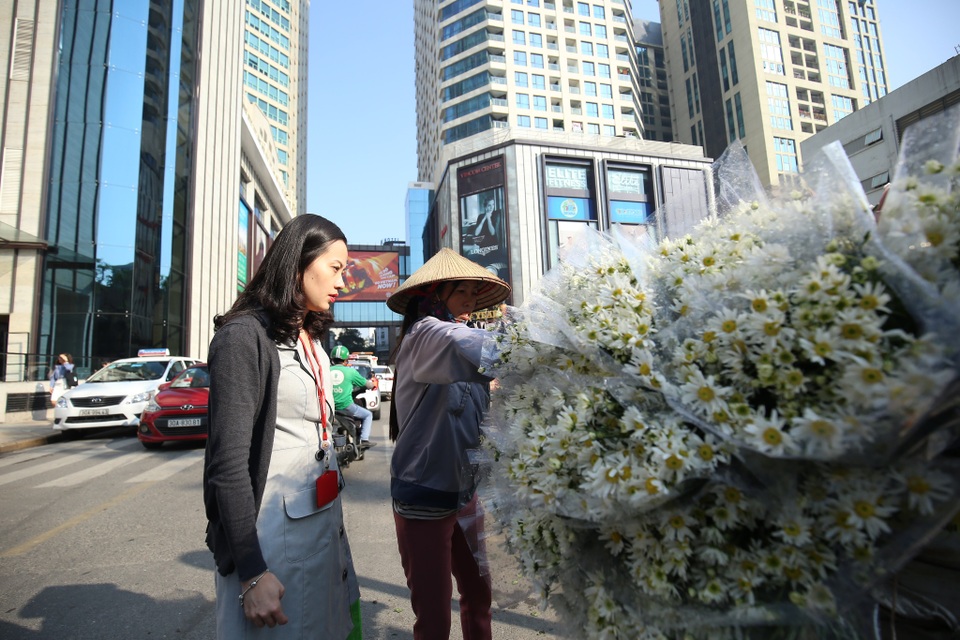 Cúc họa mi bung nở đón đông, rợp đường Hà Nội - 9 Cúc họa mi bung nở đón đông, rợp đường Hà Nội - 9
