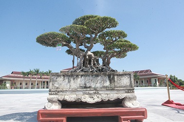 Sanh cổ của đại gia Bắc Ninh, 30 năm trước mua 7 triệu đồng, giờ lên 10 tỷ đồng