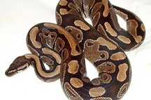 Người đàn ông lén giấu 3 con trăn trong quần để mang lên máy bay