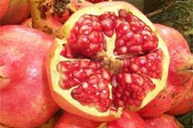 Quả lựu - Vị thuốc mới của các bệnh khó chữa