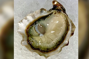 Đi ăn hàu, khách may mắn "cắn" luôn được viên ngọc hiếm