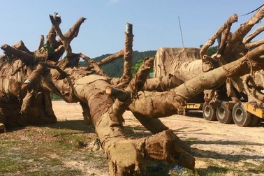 Vụ xe chở cây "khủng": Phải làm rõ trách nhiệm của cơ quan chức năng