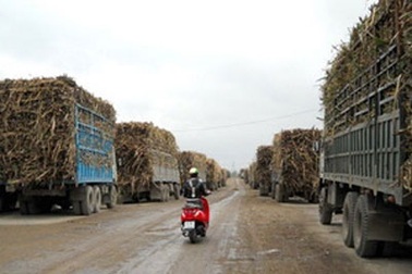 Ứ đọng hàng trăm xe mía trước Nhà máy đường An Khê