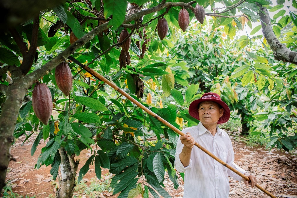 Kiên trì hơn 2 thập kỷ, nỗ lực của người nông dân trồng cacao đã được hồi đáp - 2 Kiên trì hơn 2 thập kỷ, nỗ lực của người nông dân trồng cacao đã được hồi đáp - 2