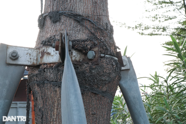 Cây xanh ở Hà Nội đang bị "siết cổ" như thế nào?