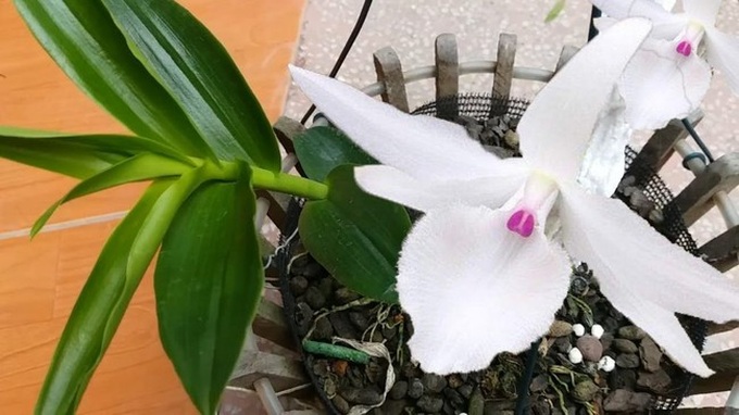 Giò lan như ngọn rau muống 5 tỷ đồng chưa phải là "phi vụ mua bán" khủng nhất, gốc lan "người đẹp Bình Dương" có giá lên đến 10 tỷ đồng - Ảnh 2. Giò lan như ngọn rau muống 5 tỷ đồng chưa phải là "phi vụ mua bán" khủng nhất, gốc lan "người đẹp Bình Dương" có giá lên đến 10 tỷ đồng - Ảnh 2.